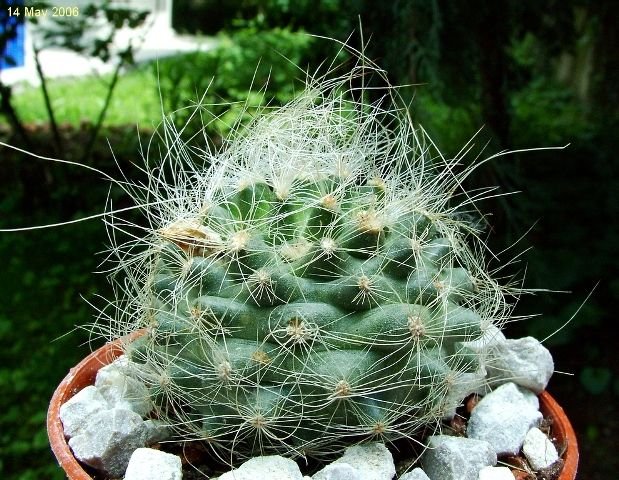 Pediocactus _paradinei _RP80 _01